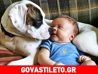 Σκύλος στο σπίτι, λιγότερες λοιμώξεις για τα μωρά